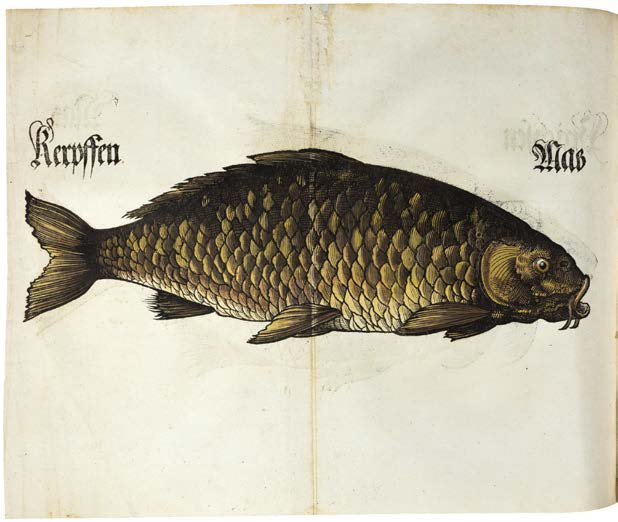 Something Fishy in Bavarian Law