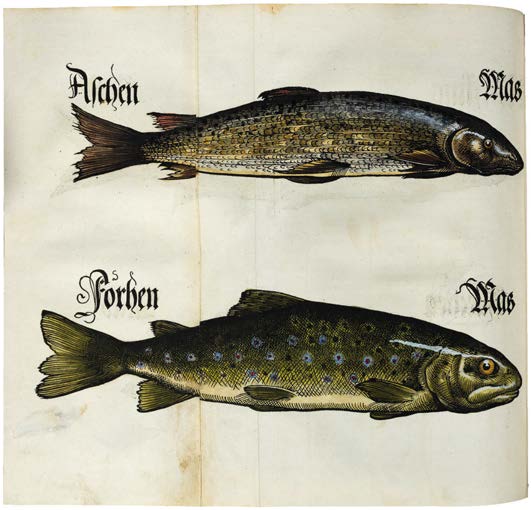 Something Fishy in Bavarian Law