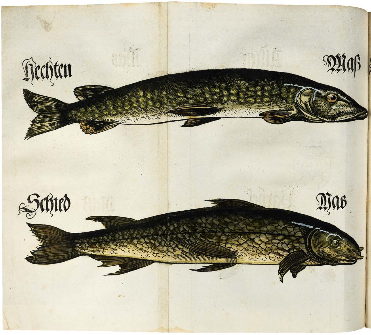 Something Fishy in Bavarian Law