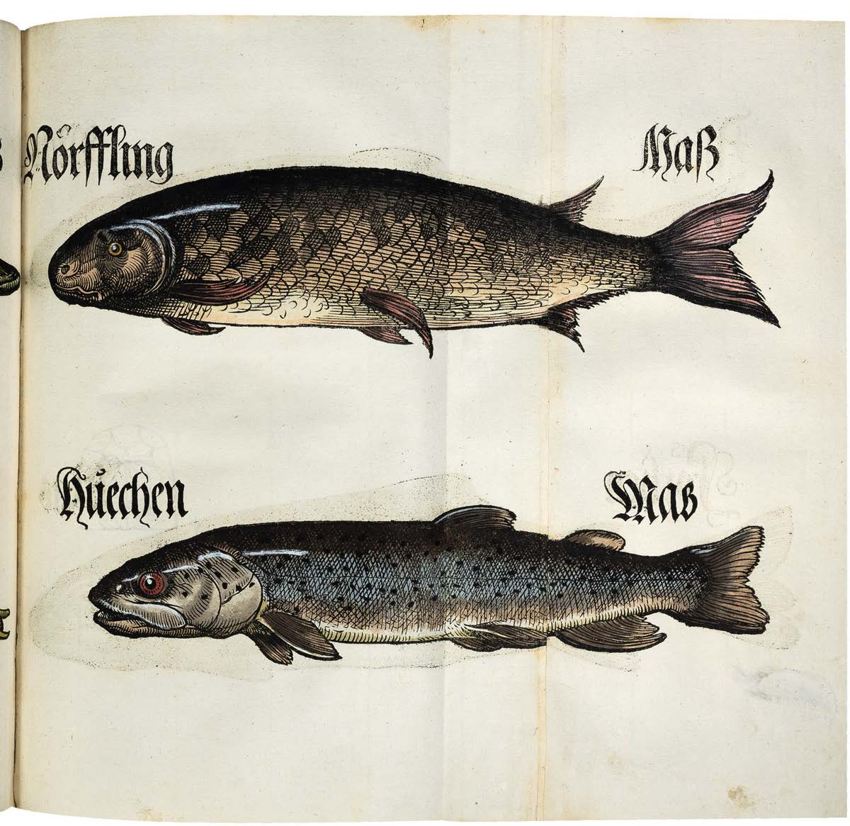 Something Fishy in Bavarian Law