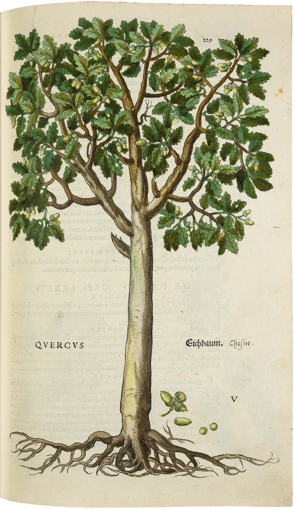 Leonhart Fuchs’ De historia stirpium; the Most Famous Herbal Ever Printed