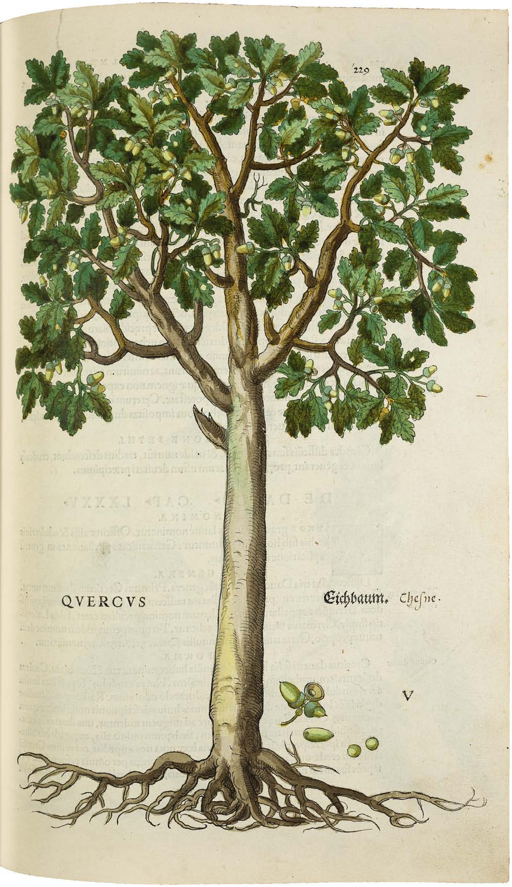 Leonhart Fuchs’ De historia stirpium; the Most Famous Herbal Ever Printed