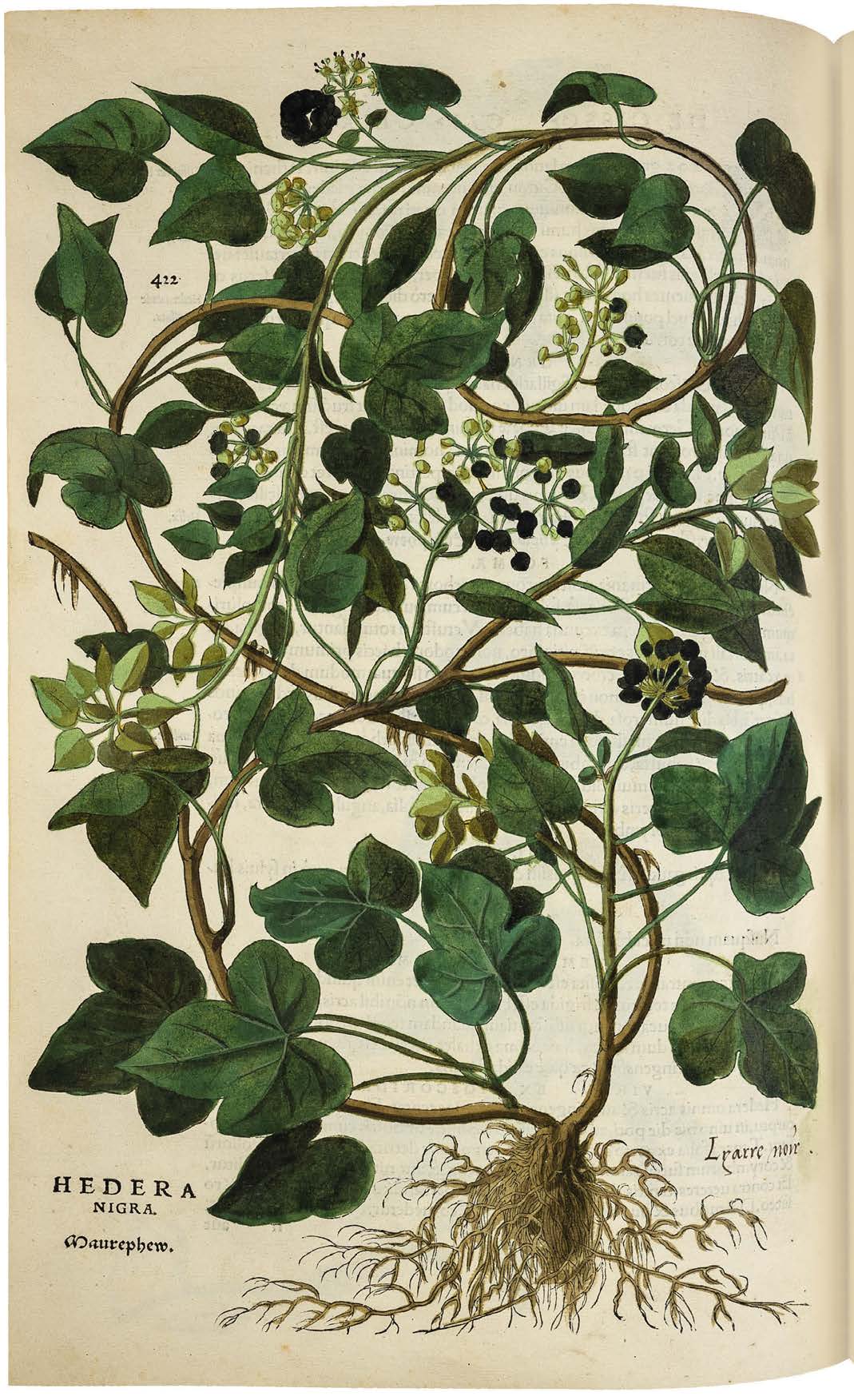 Leonhart Fuchs’ De historia stirpium; the Most Famous Herbal Ever Printed