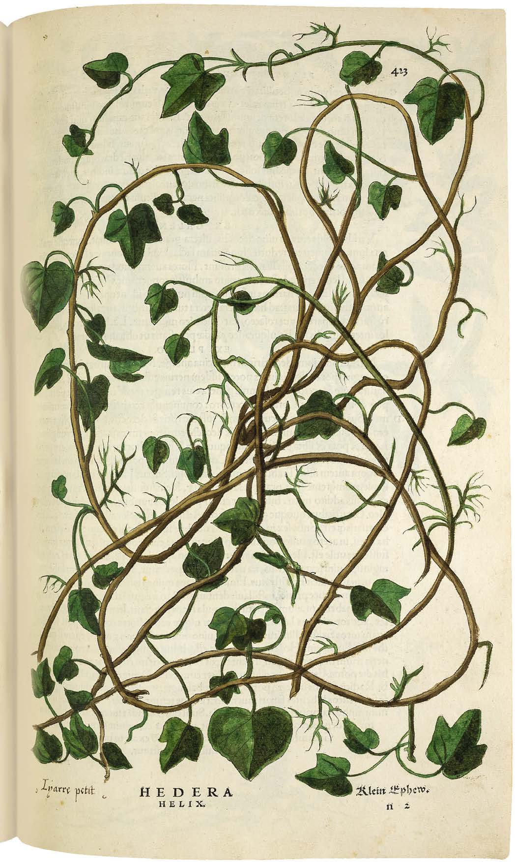 Leonhart Fuchs’ De historia stirpium; the Most Famous Herbal Ever Printed