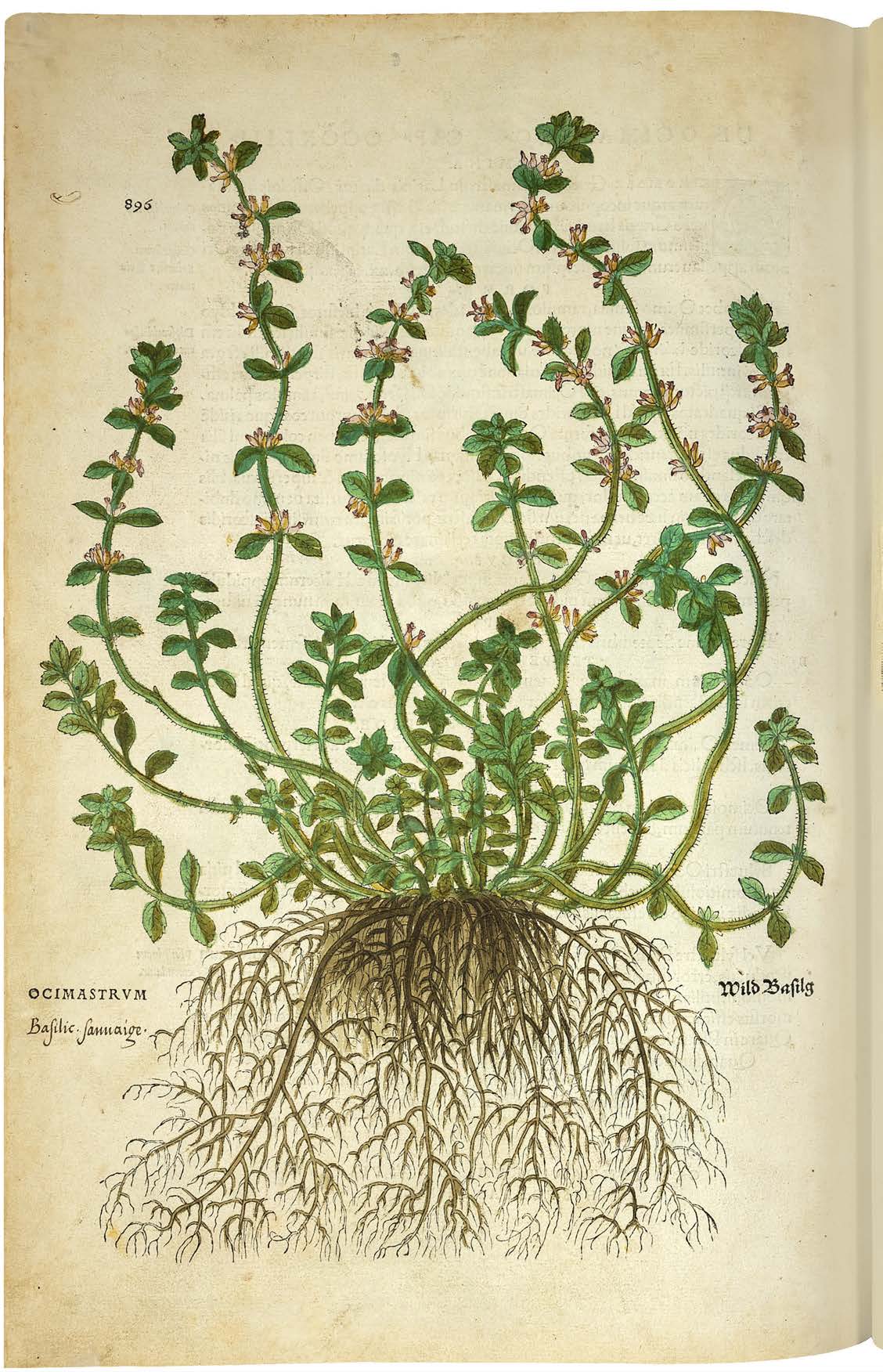 Leonhart Fuchs’ De historia stirpium; the Most Famous Herbal Ever Printed