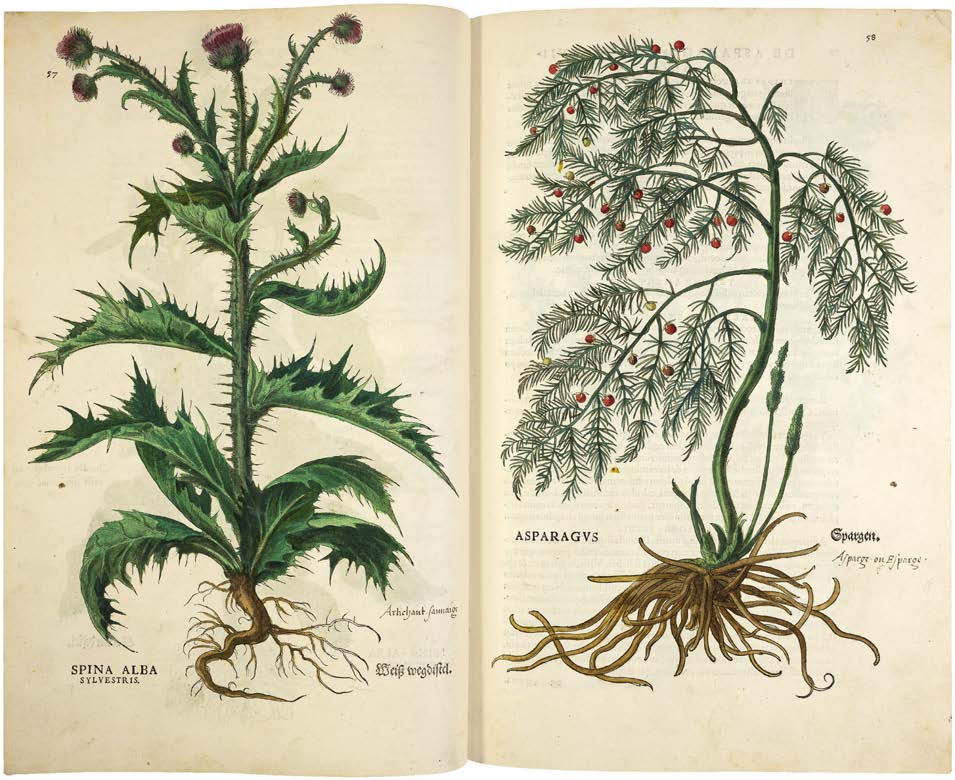 Leonhart Fuchs’ De historia stirpium; the Most Famous Herbal Ever Printed