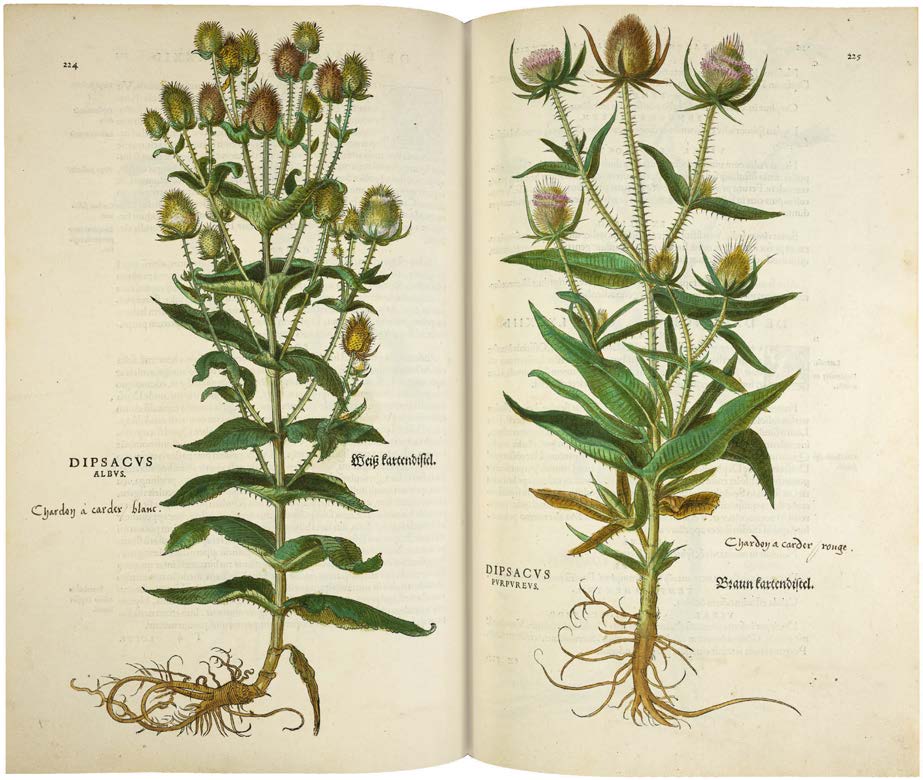 Leonhart Fuchs’ De historia stirpium; the Most Famous Herbal Ever Printed