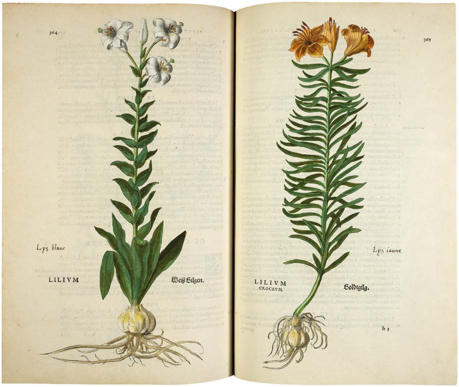 Leonhart Fuchs’ De historia stirpium; the Most Famous Herbal Ever Printed