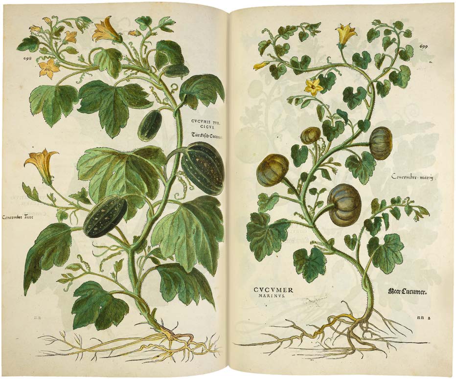 Leonhart Fuchs’ De historia stirpium; the Most Famous Herbal Ever Printed