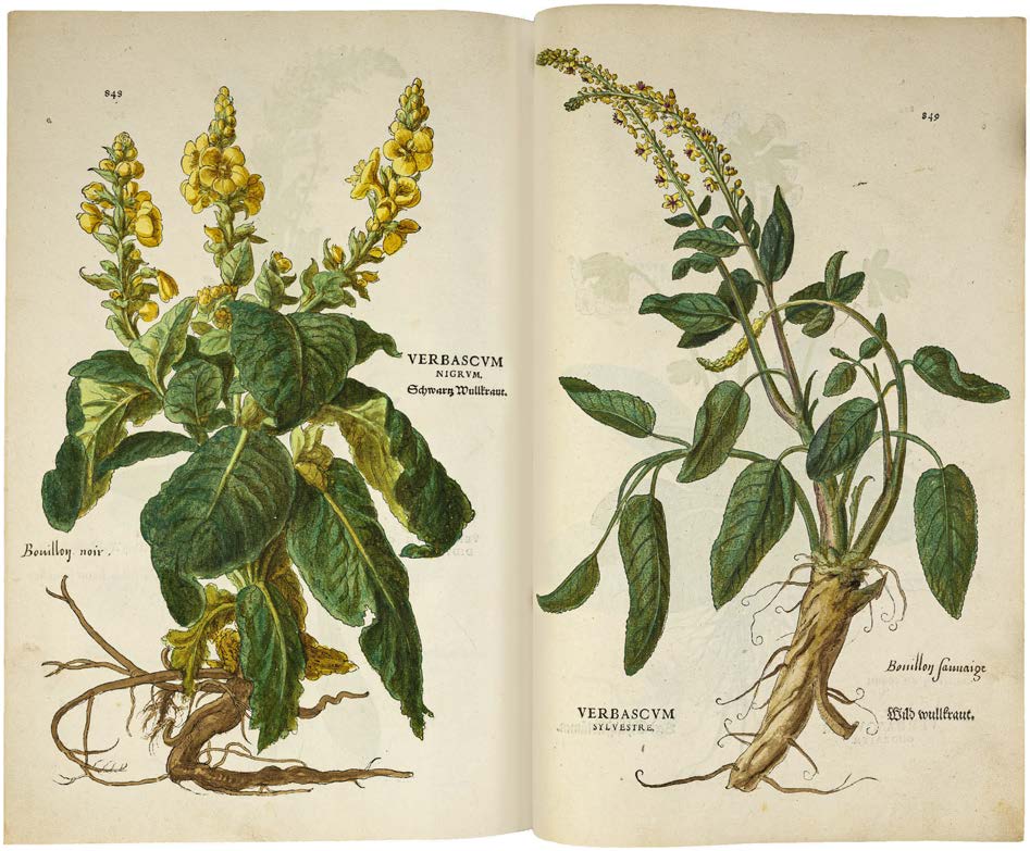 Leonhart Fuchs’ De historia stirpium; the Most Famous Herbal Ever Printed