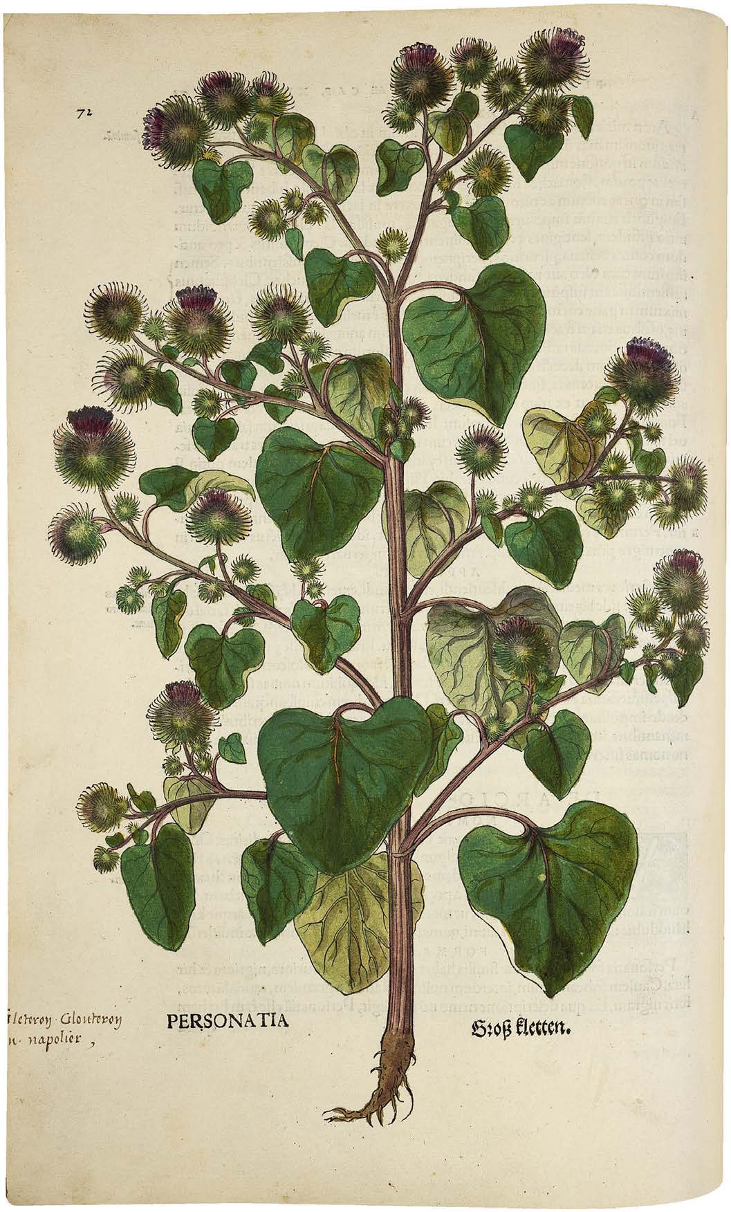 Leonhart Fuchs’ De historia stirpium; the Most Famous Herbal Ever Printed