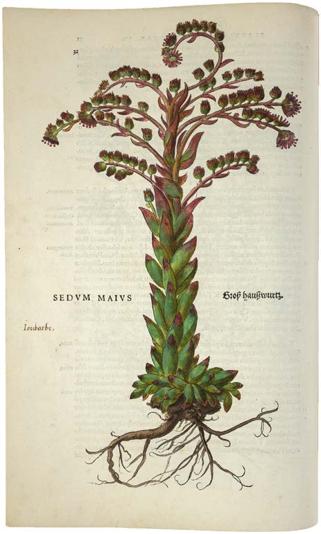 Leonhart Fuchs’ De historia stirpium; the Most Famous Herbal Ever Printed