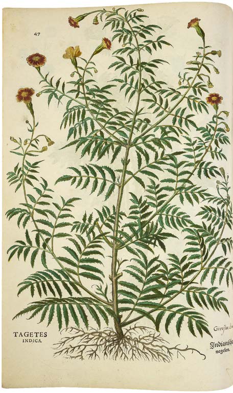 Leonhart Fuchs’ De historia stirpium; the Most Famous Herbal Ever Printed