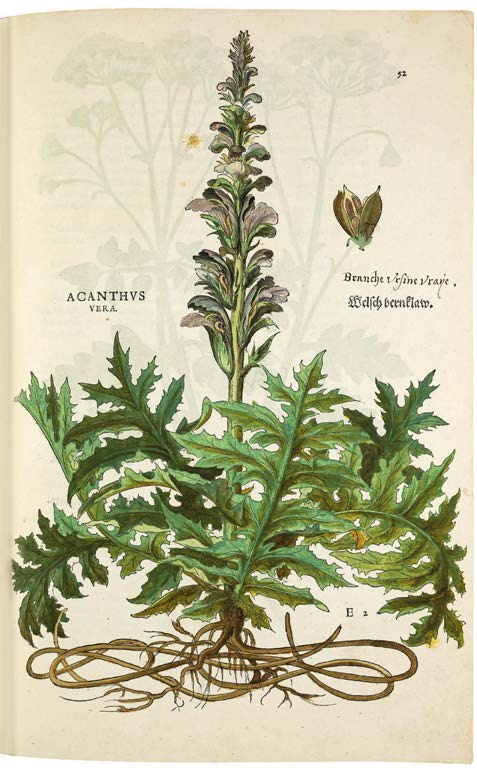 Leonhart Fuchs’ De historia stirpium; the Most Famous Herbal Ever Printed