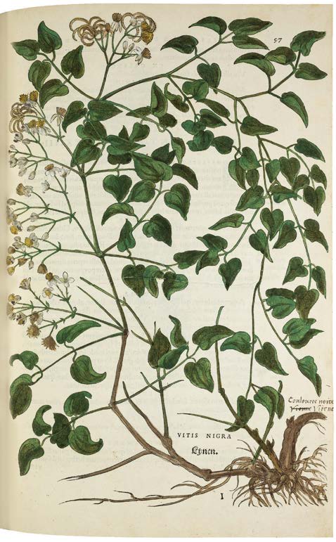 Leonhart Fuchs’ De historia stirpium; the Most Famous Herbal Ever Printed