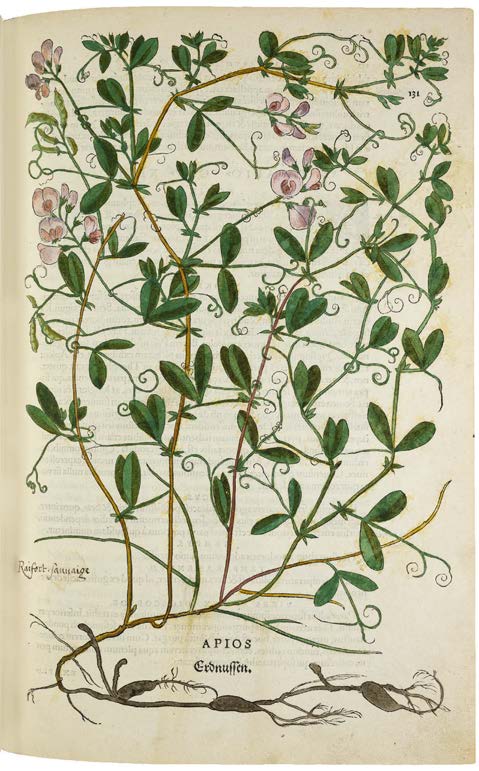 Leonhart Fuchs’ De historia stirpium; the Most Famous Herbal Ever Printed
