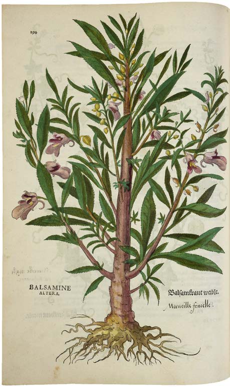 Leonhart Fuchs’ De historia stirpium; the Most Famous Herbal Ever Printed