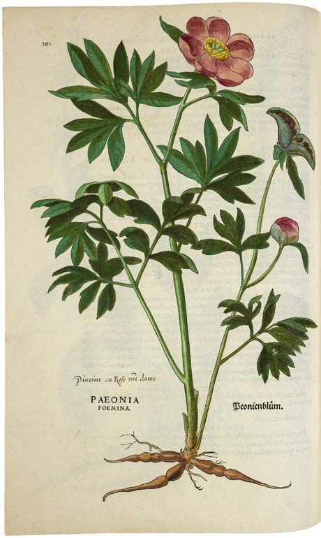 Leonhart Fuchs’ De historia stirpium; the Most Famous Herbal Ever Printed