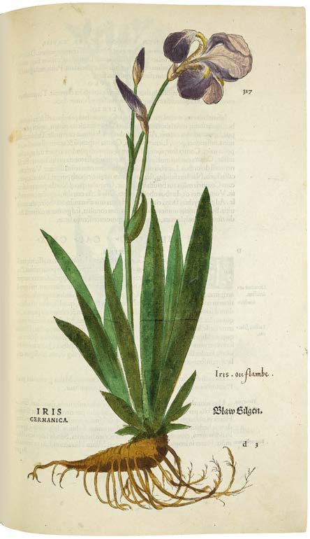 Leonhart Fuchs’ De historia stirpium; the Most Famous Herbal Ever Printed