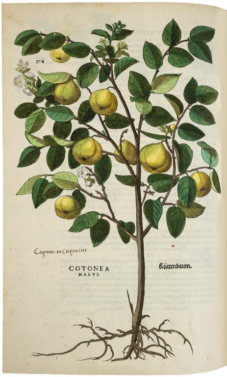 Leonhart Fuchs’ De historia stirpium; the Most Famous Herbal Ever Printed