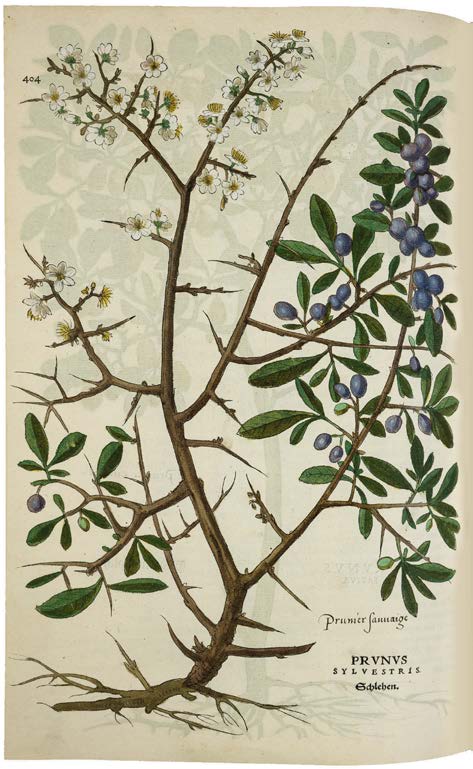 Leonhart Fuchs’ De historia stirpium; the Most Famous Herbal Ever Printed