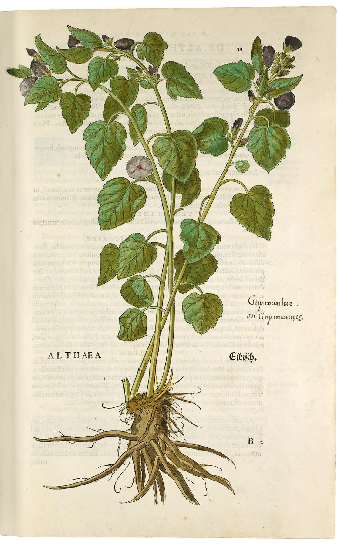 Leonhart Fuchs’ De historia stirpium; the Most Famous Herbal Ever Printed