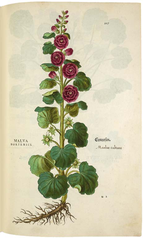 Leonhart Fuchs’ De historia stirpium; the Most Famous Herbal Ever Printed