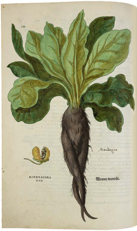 Leonhart Fuchs’ De historia stirpium; the Most Famous Herbal Ever Printed