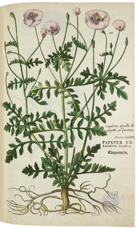 Leonhart Fuchs’ De historia stirpium; the Most Famous Herbal Ever Printed