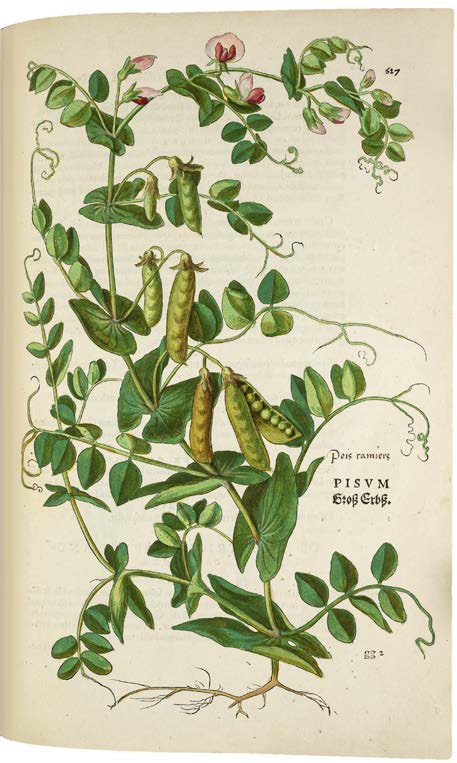 Leonhart Fuchs’ De historia stirpium; the Most Famous Herbal Ever Printed