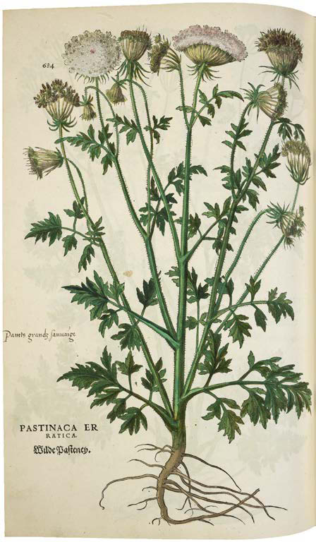 Leonhart Fuchs’ De historia stirpium; the Most Famous Herbal Ever Printed