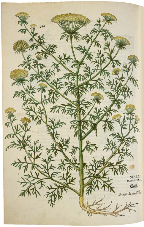 Leonhart Fuchs’ De historia stirpium; the Most Famous Herbal Ever Printed