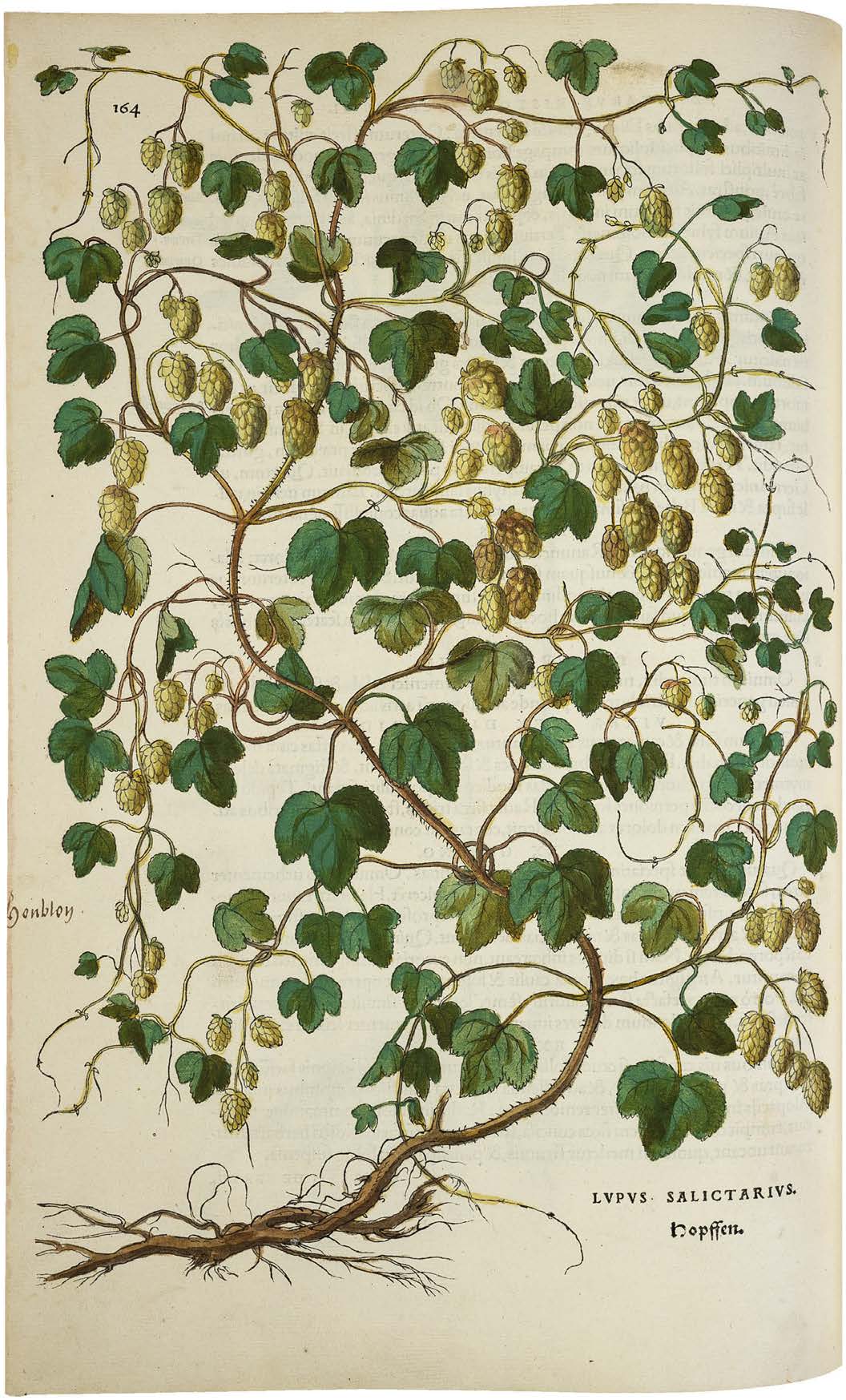 Leonhart Fuchs’ De historia stirpium; the Most Famous Herbal Ever Printed