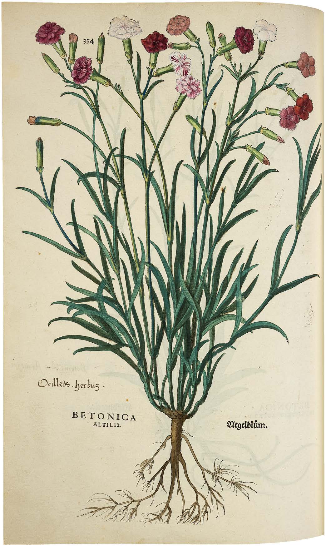 Leonhart Fuchs’ De historia stirpium; the Most Famous Herbal Ever Printed