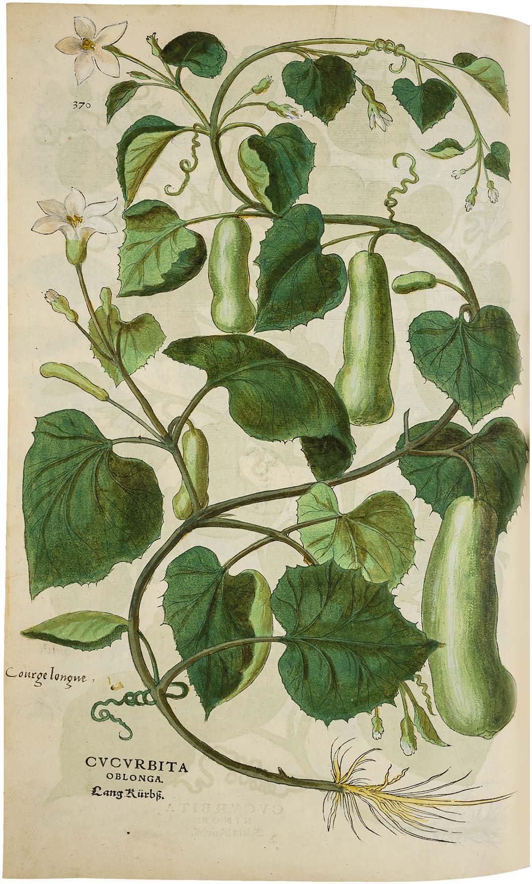 Leonhart Fuchs’ De historia stirpium; the Most Famous Herbal Ever Printed