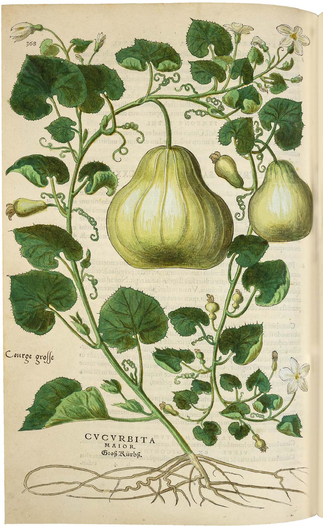 Leonhart Fuchs’ De historia stirpium; the Most Famous Herbal Ever Printed