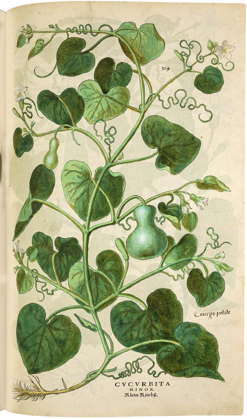 Leonhart Fuchs’ De historia stirpium; the Most Famous Herbal Ever Printed