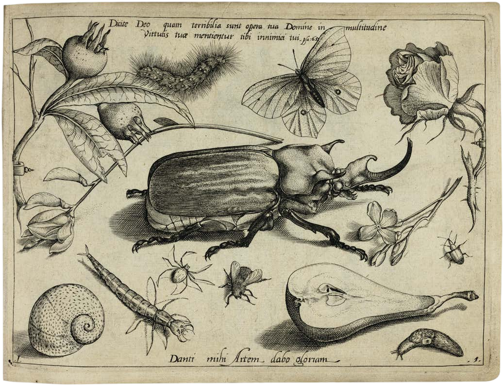Georg Hoefnagel’s Archetypa Studiaque: Nature Under the Magnifying Glass