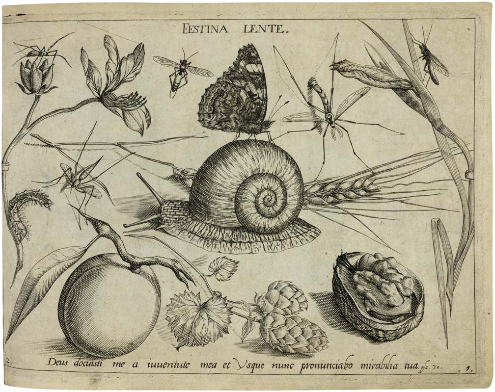 Georg Hoefnagel’s Archetypa Studiaque: Nature Under the Magnifying Glass