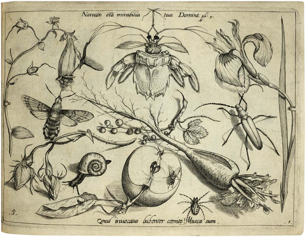 Georg Hoefnagel’s Archetypa Studiaque: Nature Under the Magnifying Glass