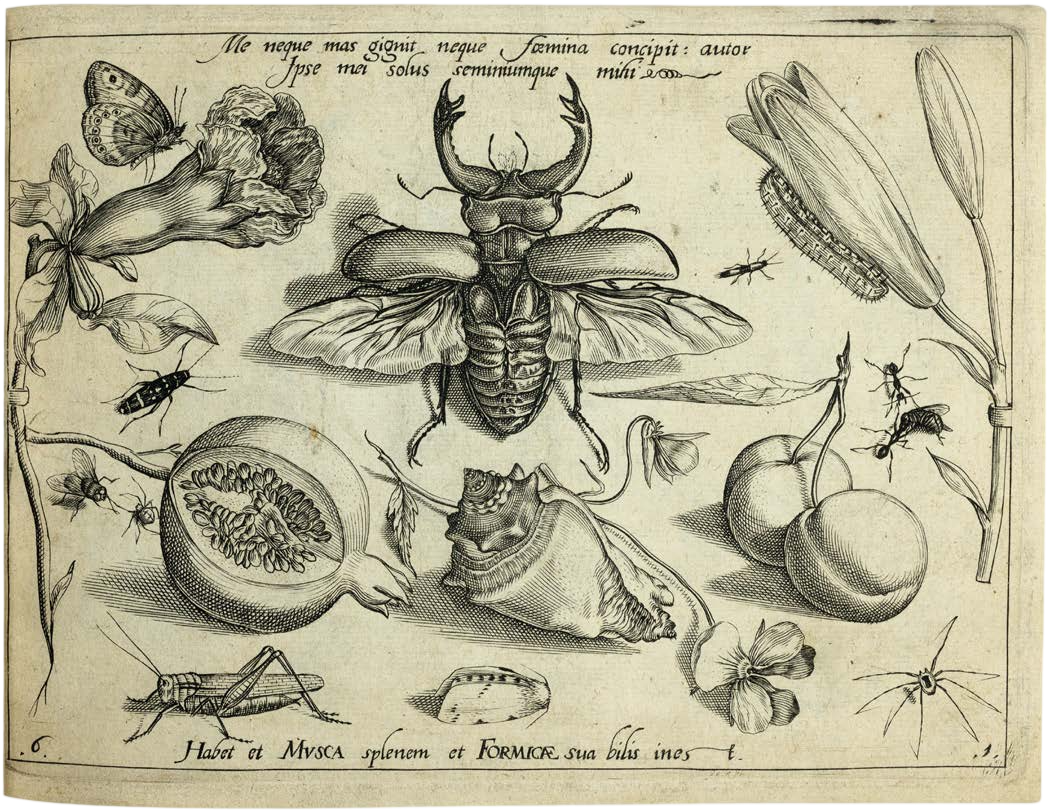 Georg Hoefnagel’s Archetypa Studiaque: Nature Under the Magnifying Glass