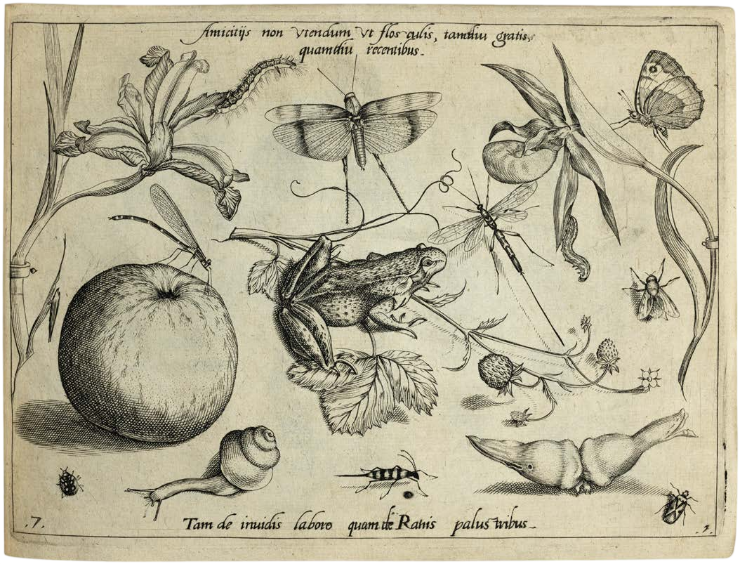 Georg Hoefnagel’s Archetypa Studiaque: Nature Under the Magnifying Glass
