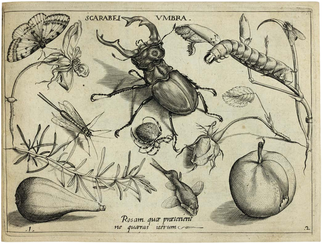 Georg Hoefnagel’s Archetypa Studiaque: Nature Under the Magnifying Glass