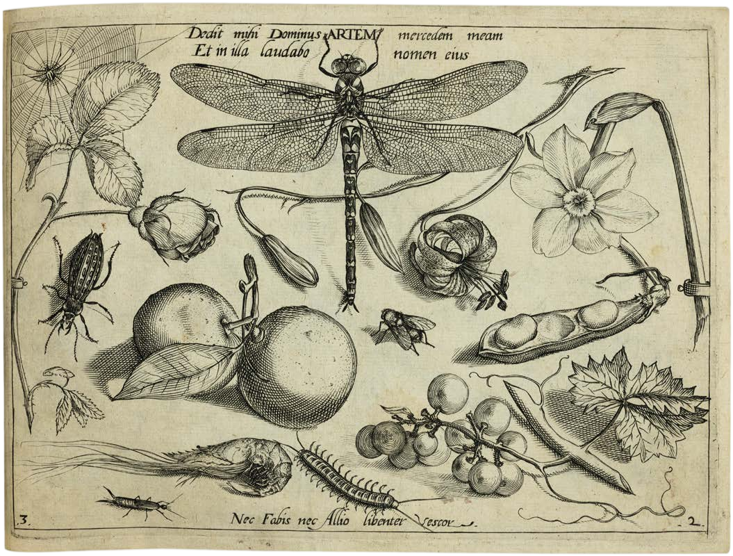 Georg Hoefnagel’s Archetypa Studiaque: Nature Under the Magnifying Glass