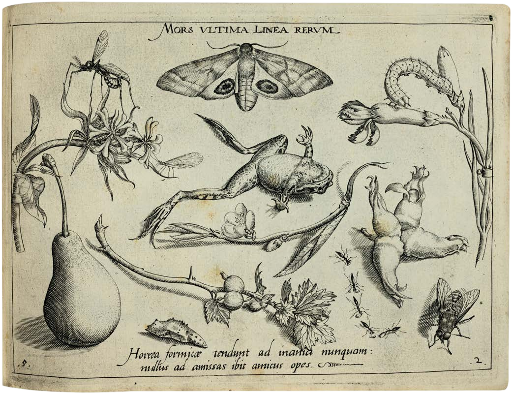 Georg Hoefnagel’s Archetypa Studiaque: Nature Under the Magnifying Glass