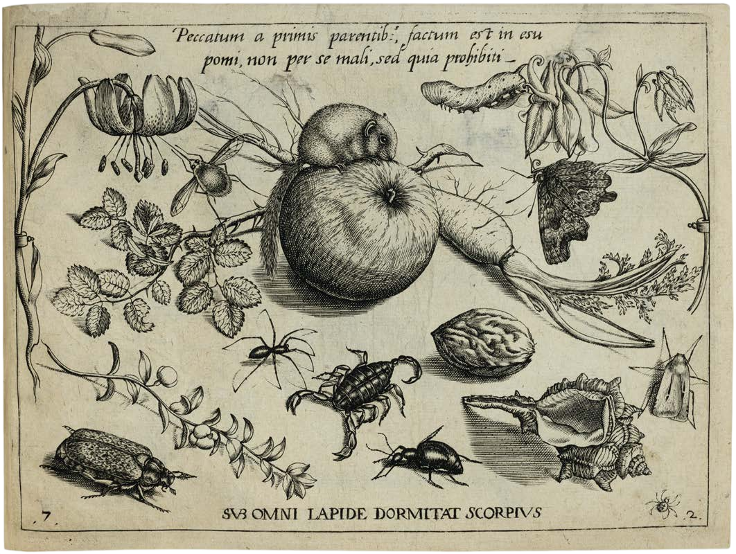 Georg Hoefnagel’s Archetypa Studiaque: Nature Under the Magnifying Glass