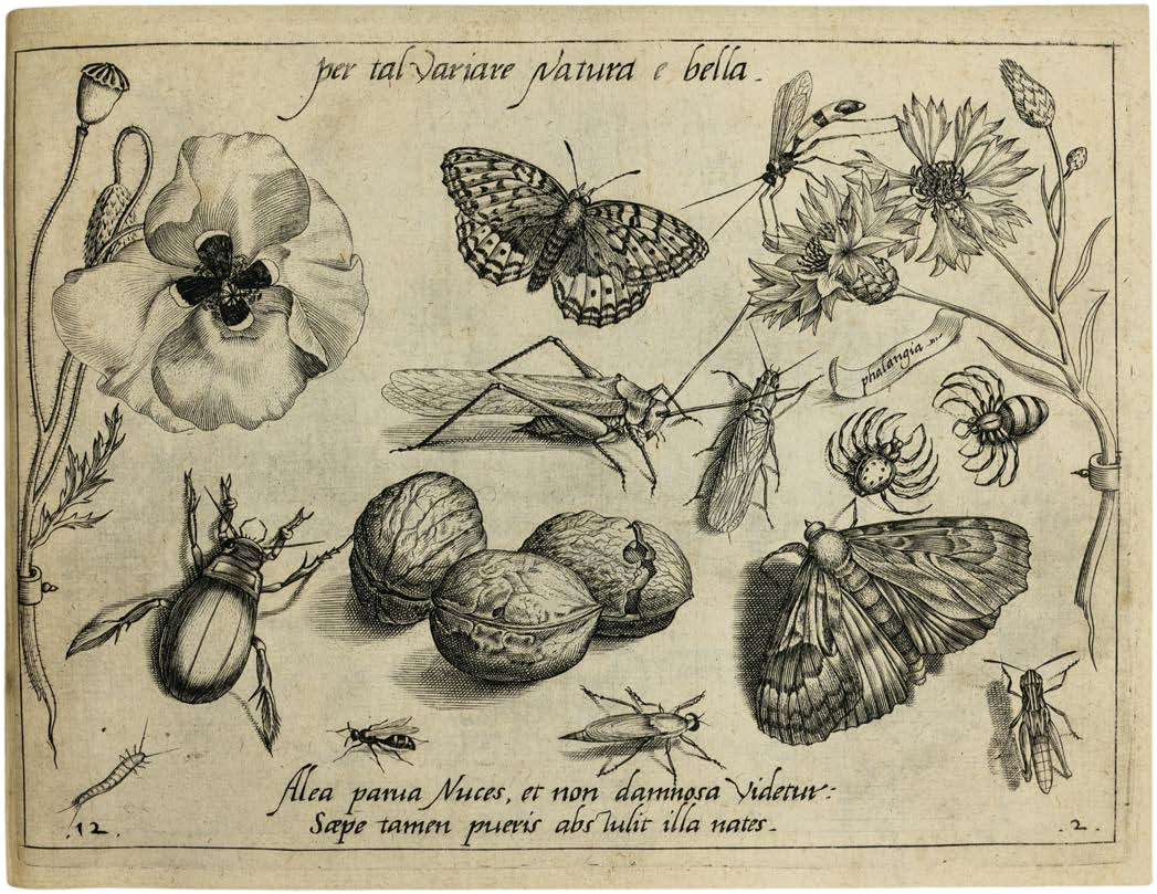 Georg Hoefnagel’s Archetypa Studiaque: Nature Under the Magnifying Glass