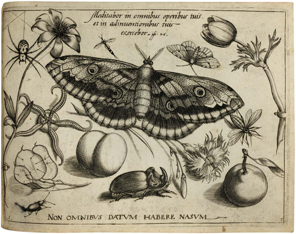 Georg Hoefnagel’s Archetypa Studiaque: Nature Under the Magnifying Glass
