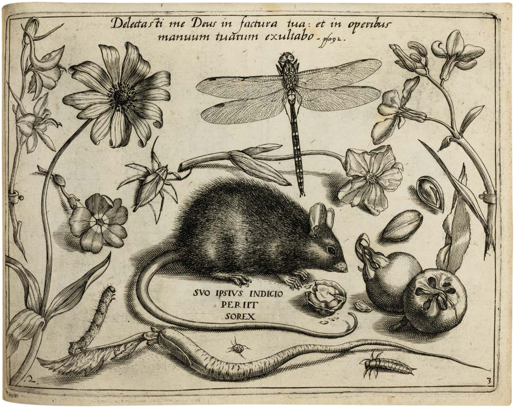 Georg Hoefnagel’s Archetypa Studiaque: Nature Under the Magnifying Glass