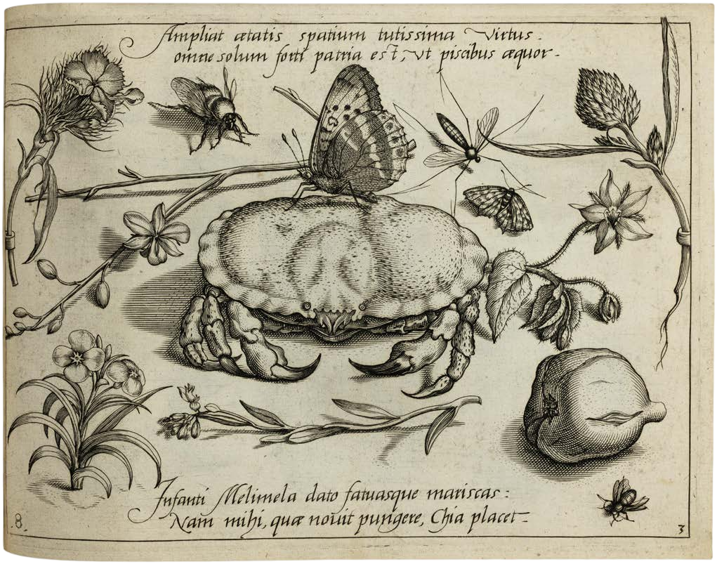 Georg Hoefnagel’s Archetypa Studiaque: Nature Under the Magnifying Glass
